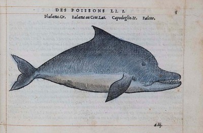 3132
<br/>
La nature et diversité des poissons : avec leurs pourtraicts, représentez au plus près du naturel.
<br/>
<em></em>